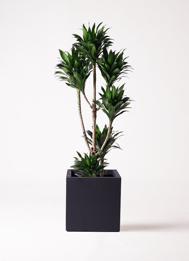観葉植物研究室　様　確認専用です。 楽天市場】植物育成ライト LED タイマー 植物育成LED 観葉植物