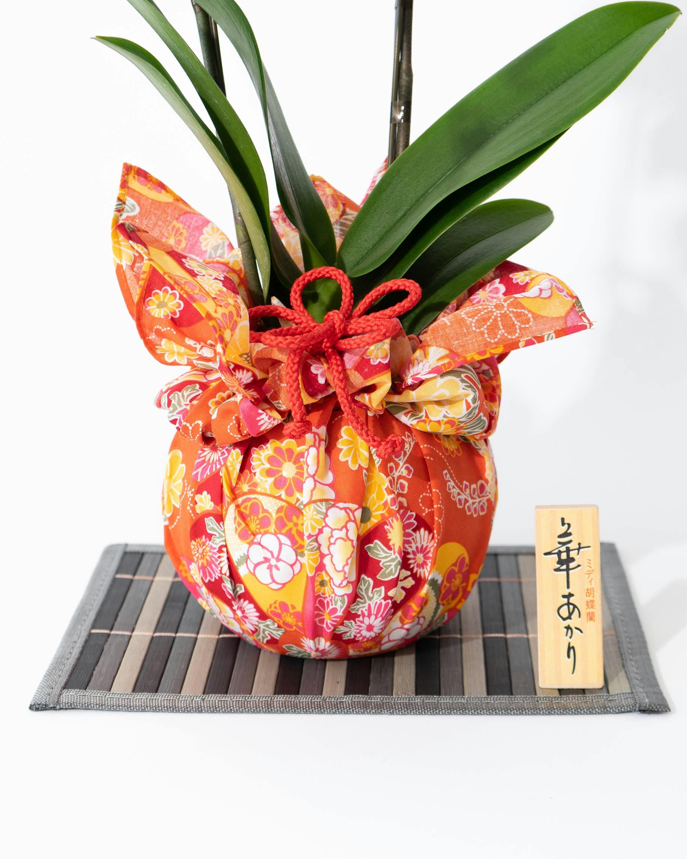 ミディ胡蝶蘭 赤リップ 2本立ち 華あかりスタンダード オレンジ | 胡蝶