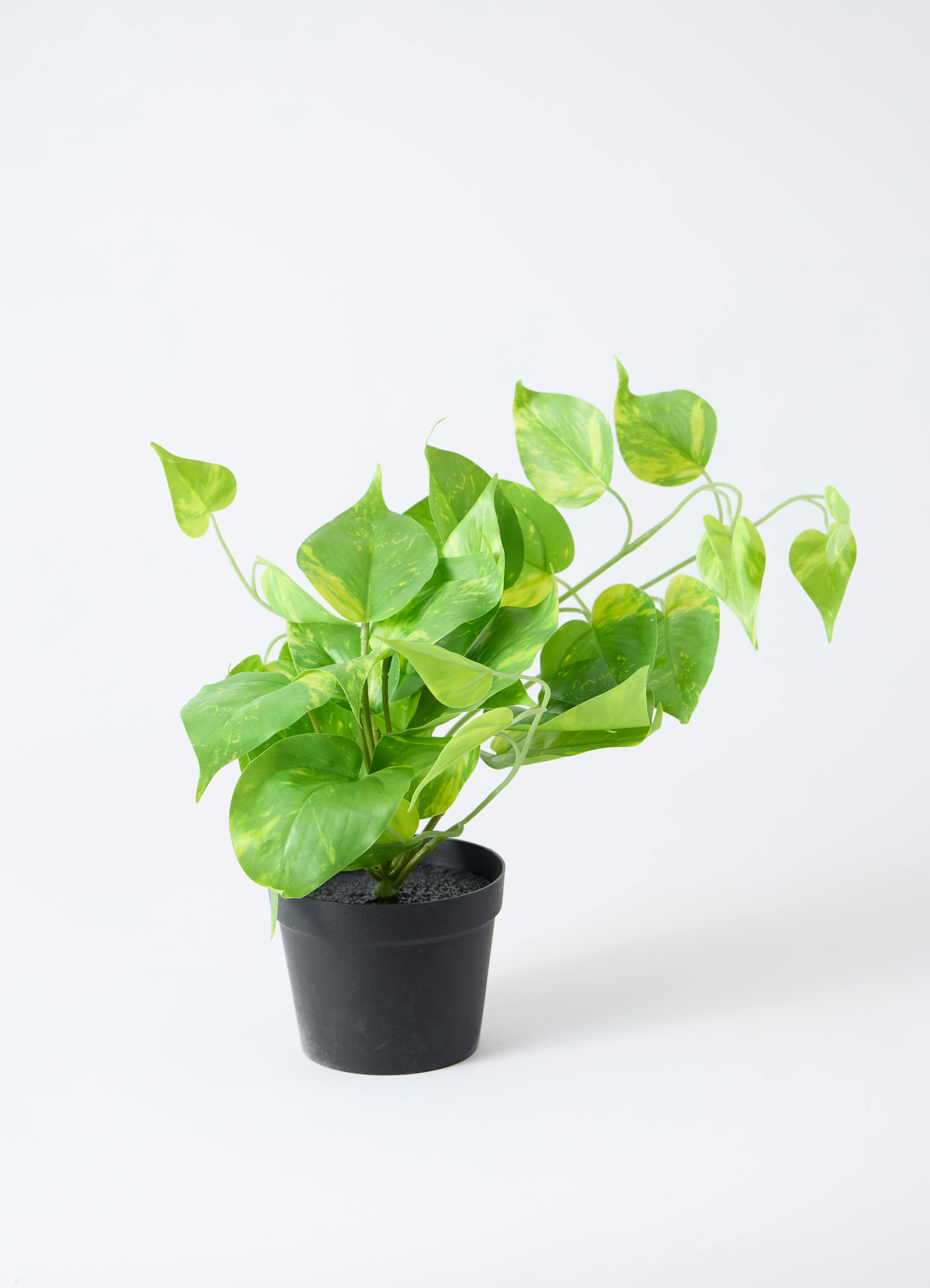 観葉植物 【フェイクグリーン】 ポトス 20cm インナ 15 W 付き | 観葉