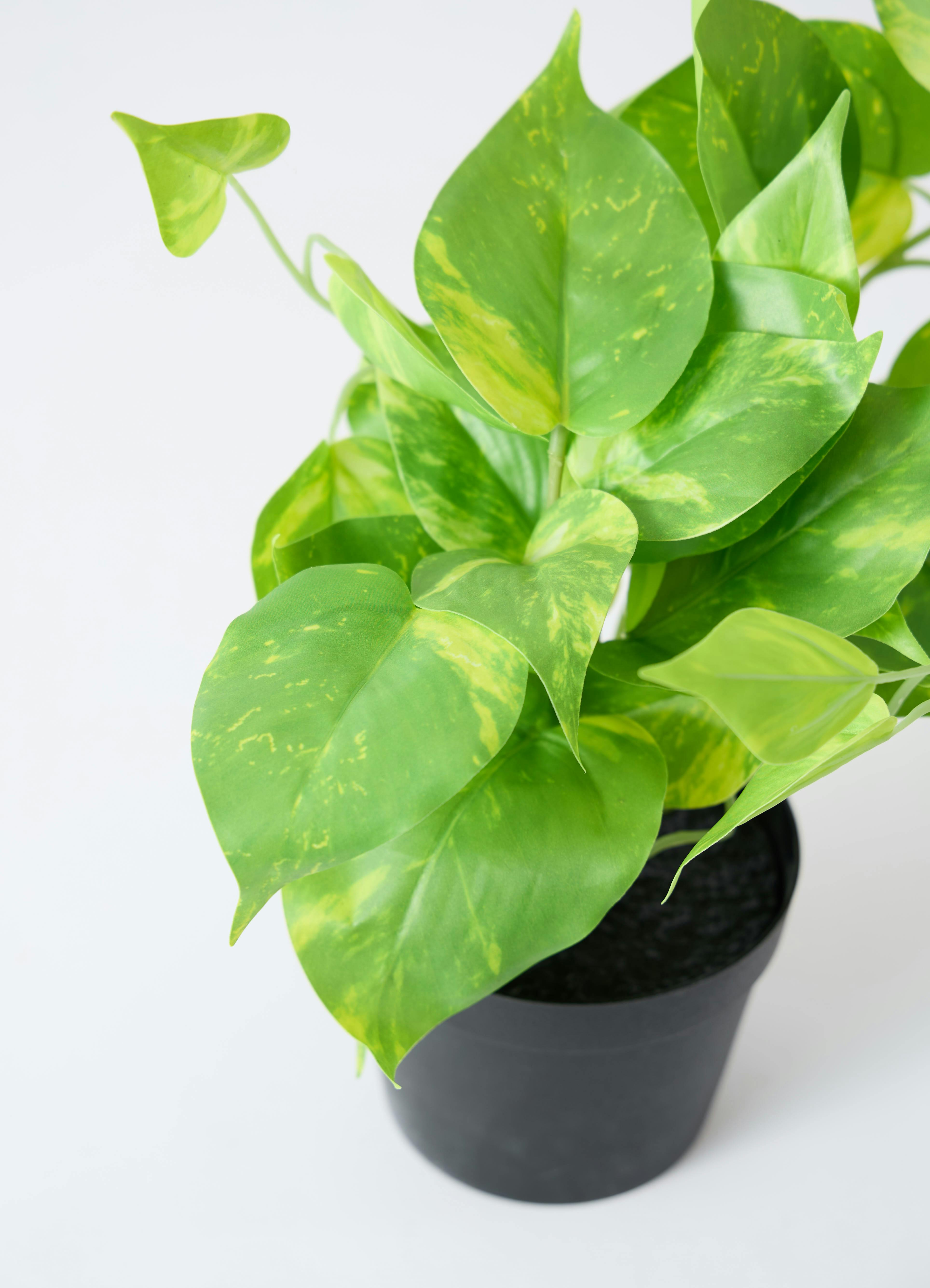 観葉植物 【フェイクグリーン】 ポトス 20cm ファンヌ ハンギング M G