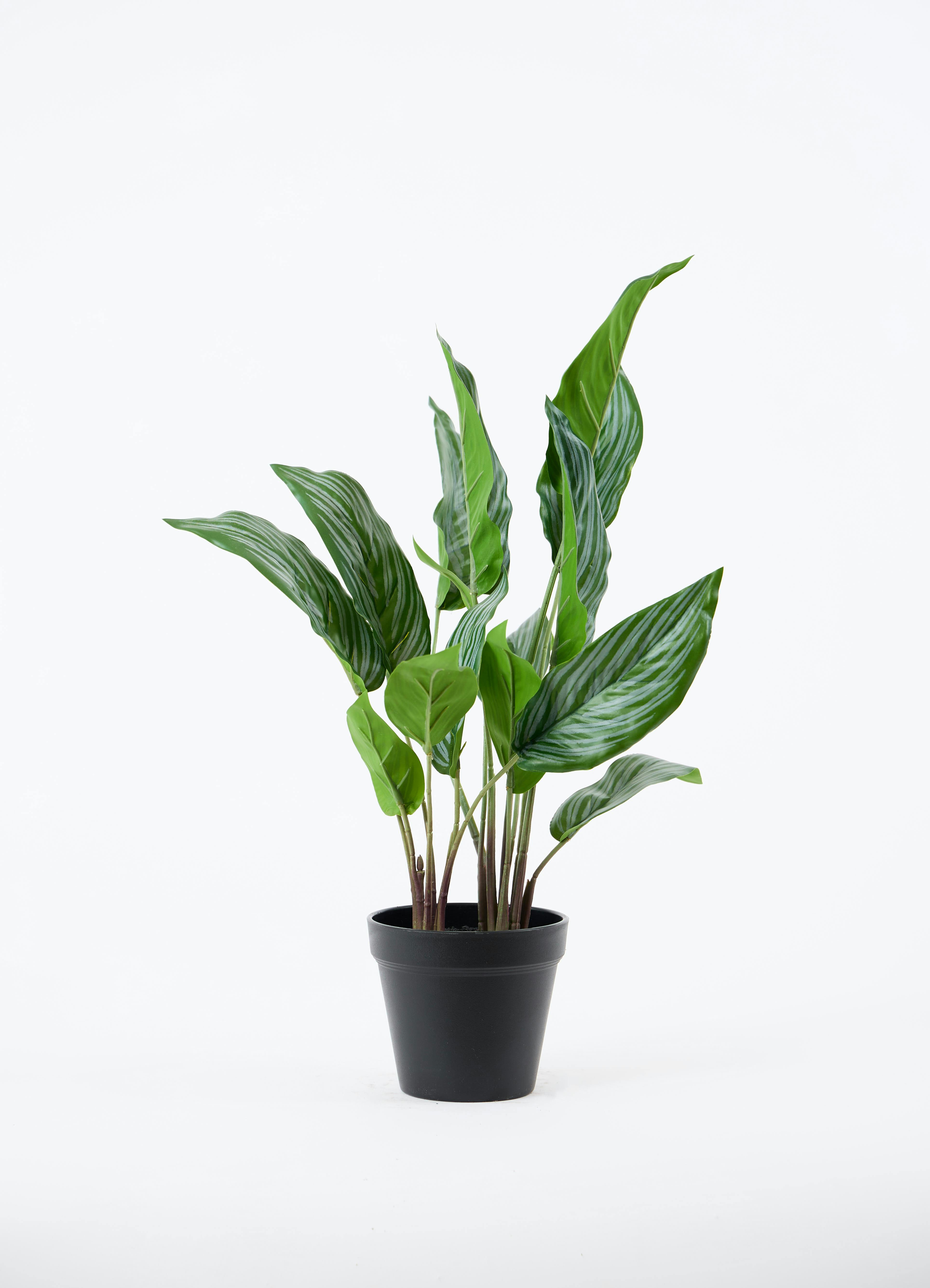 カラテア　観葉植物　フェイクグリーン 観葉植物【フェイクグリーン】カラテア 30cm オスト ボール マット