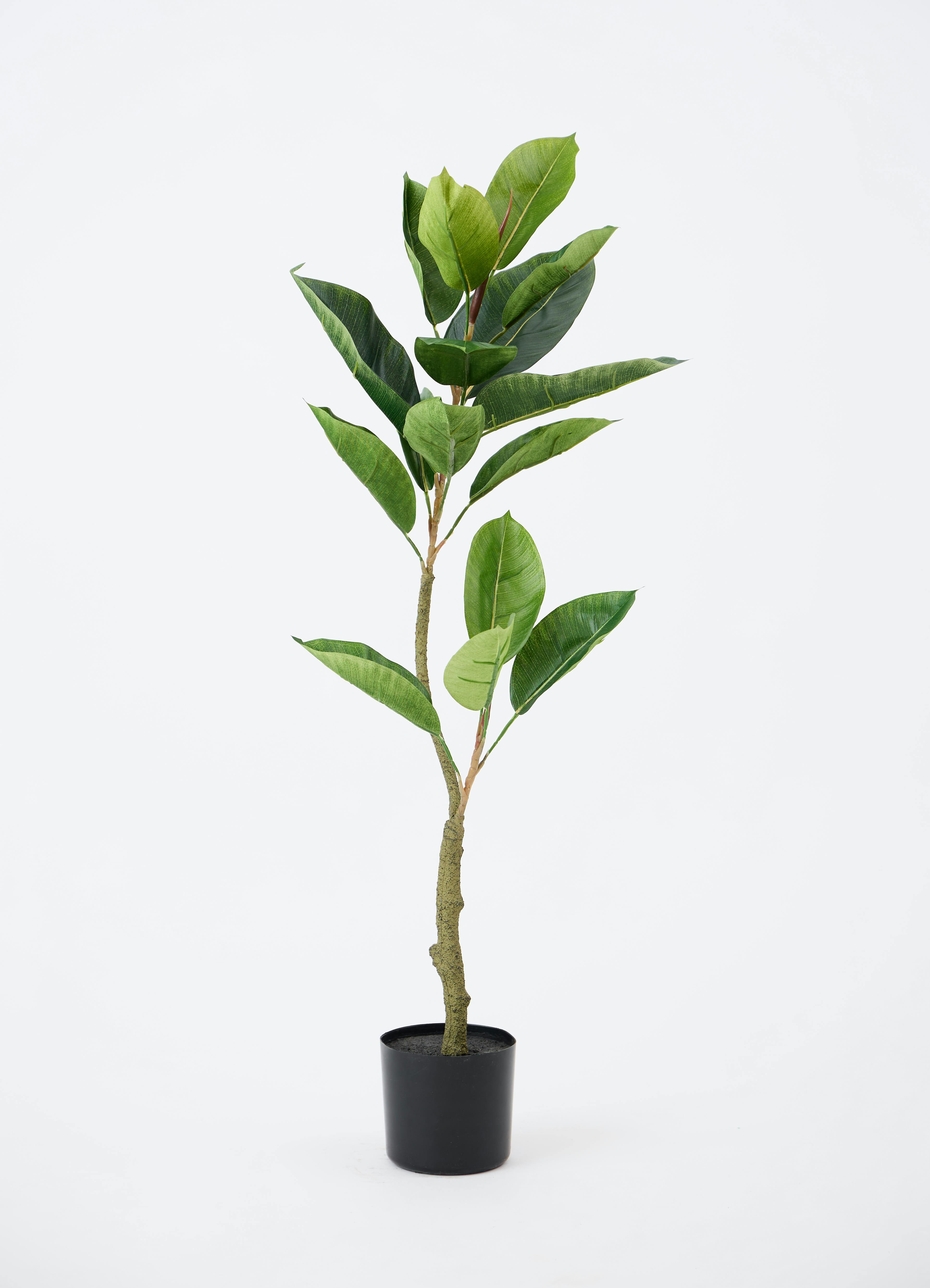 フィカス・ウランベータ フェイクグリーン 人工観葉植物 黒ポット付き 楽天市場】【5%OFFクーポン！お待たせ特典割引】【一部予約】フィカス