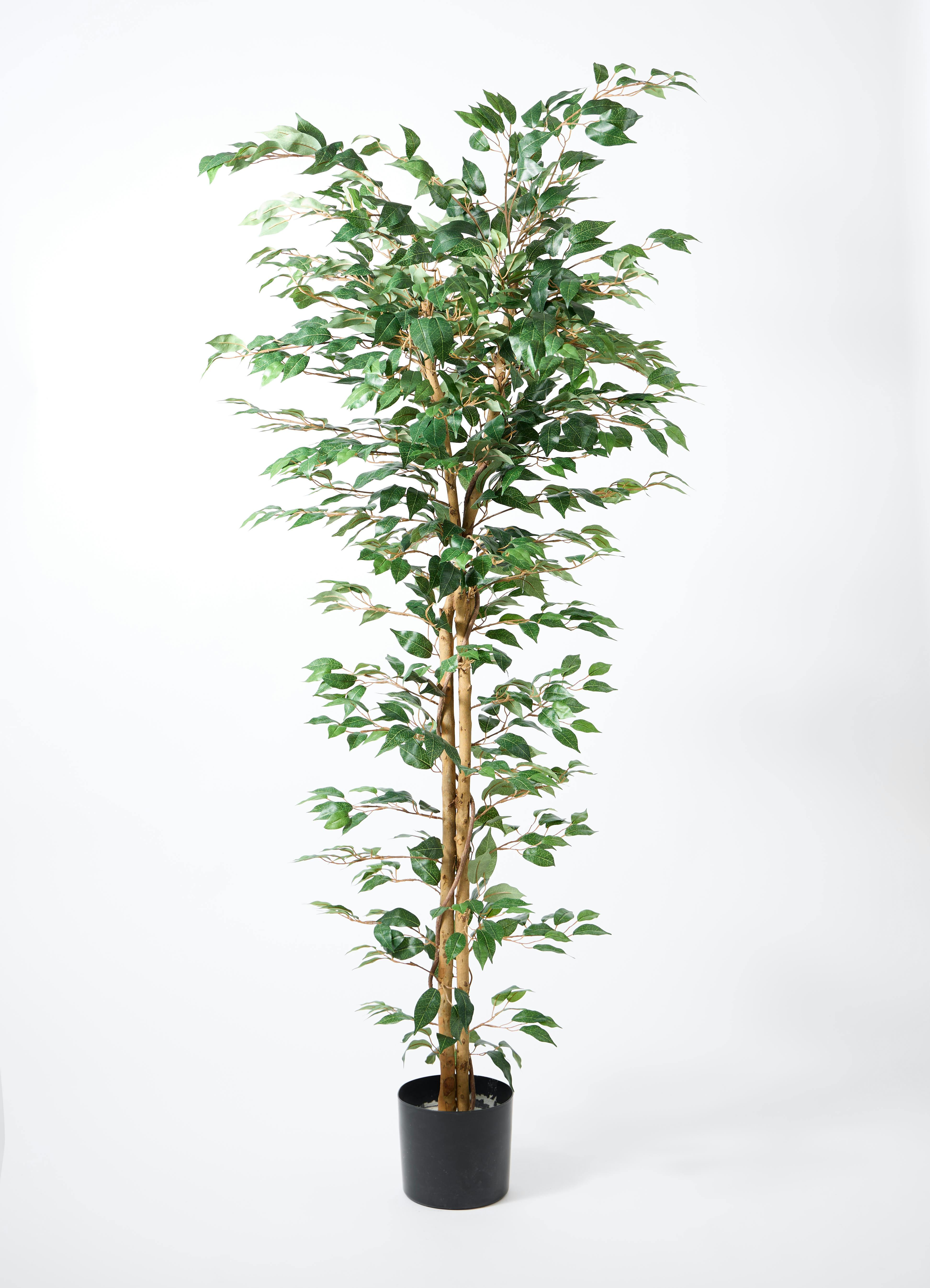 観葉植物 【フェイクグリーン】 ベンジャミン 原木 180cm テラニアス