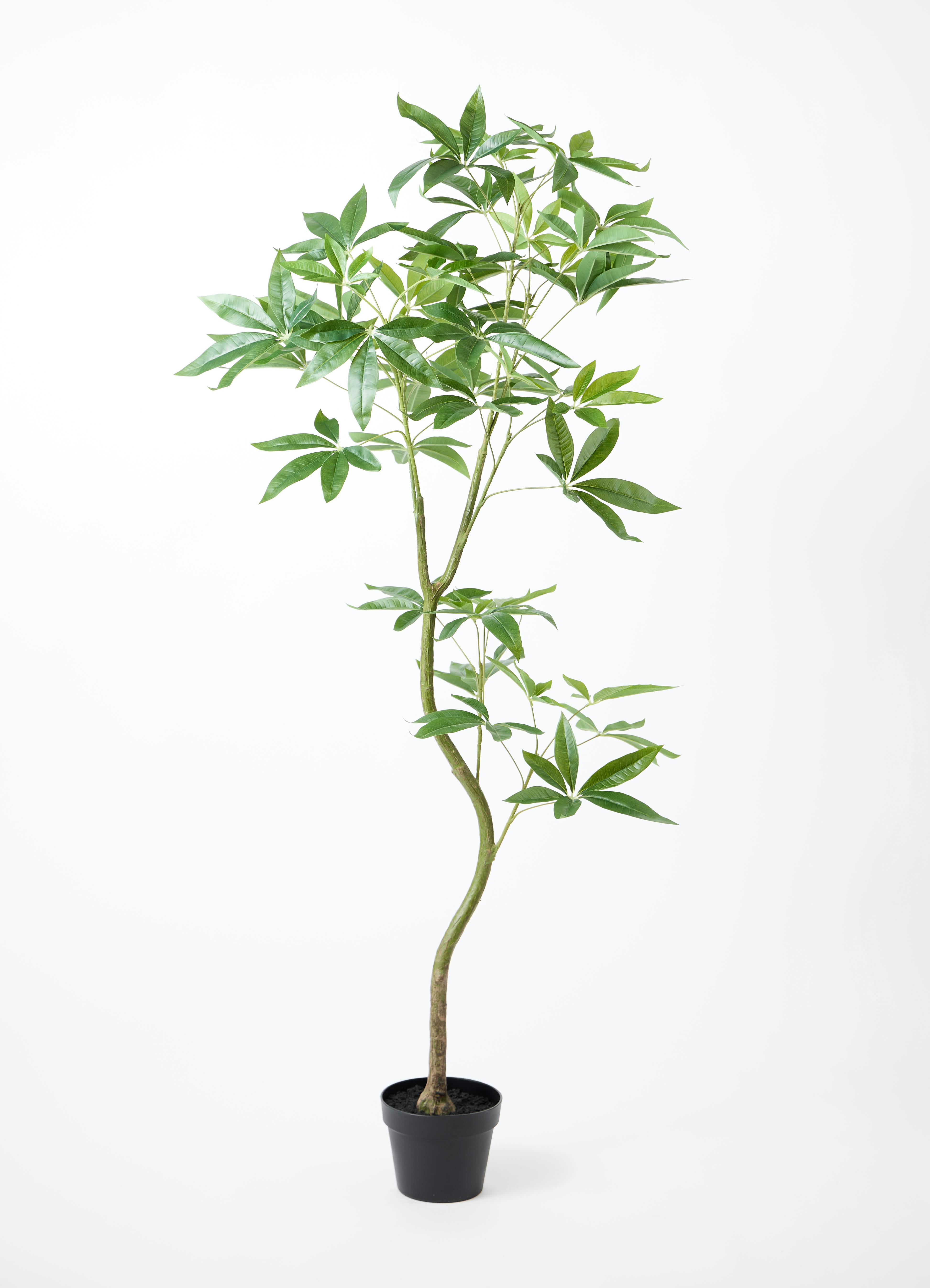 ロングパキラオーバル 観葉植物 フェイクグリーン 【公式通販】
