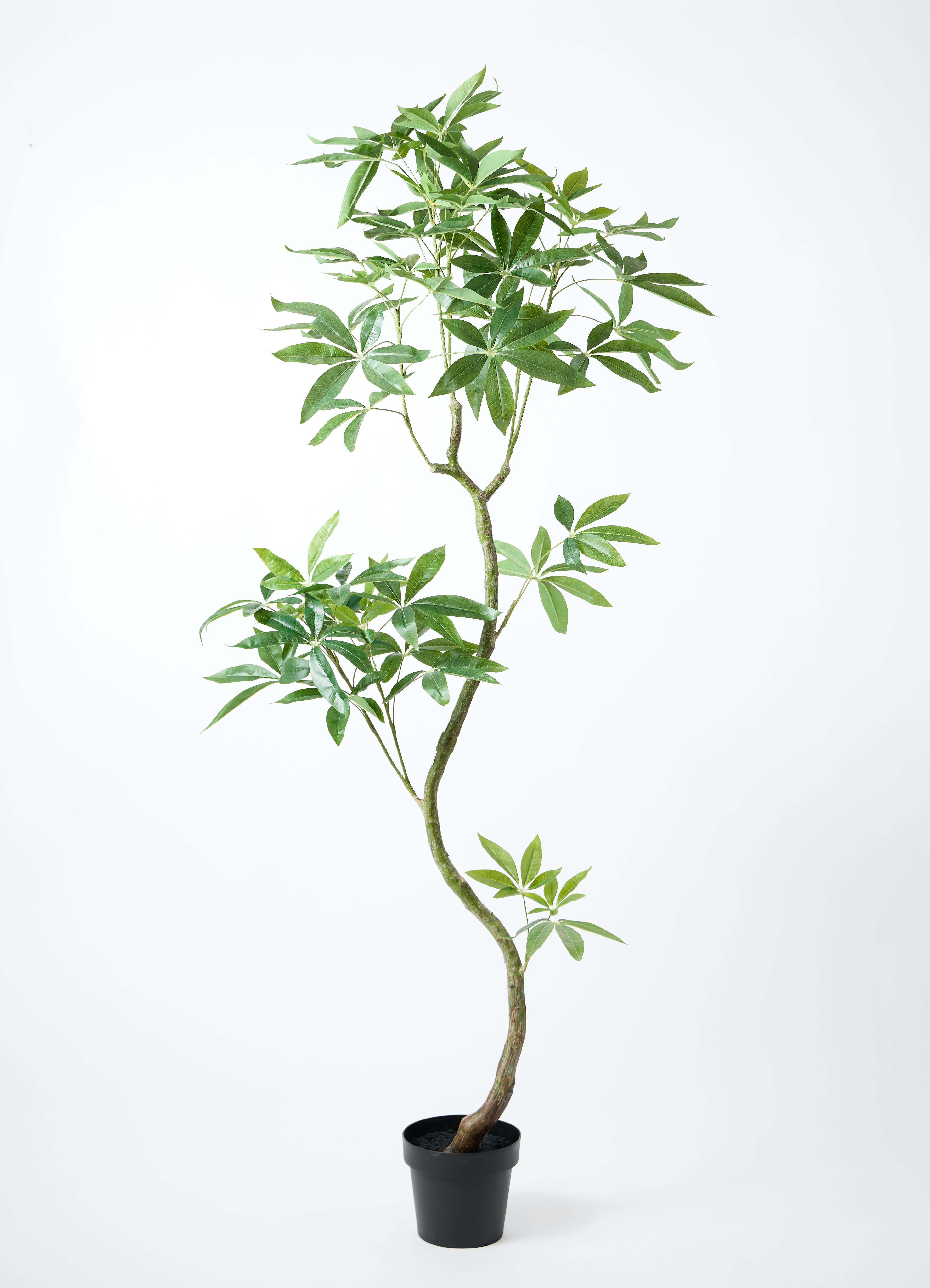 観葉植物【フェイクグリーン】パキラ 曲り 180cm ラスターポット 付き