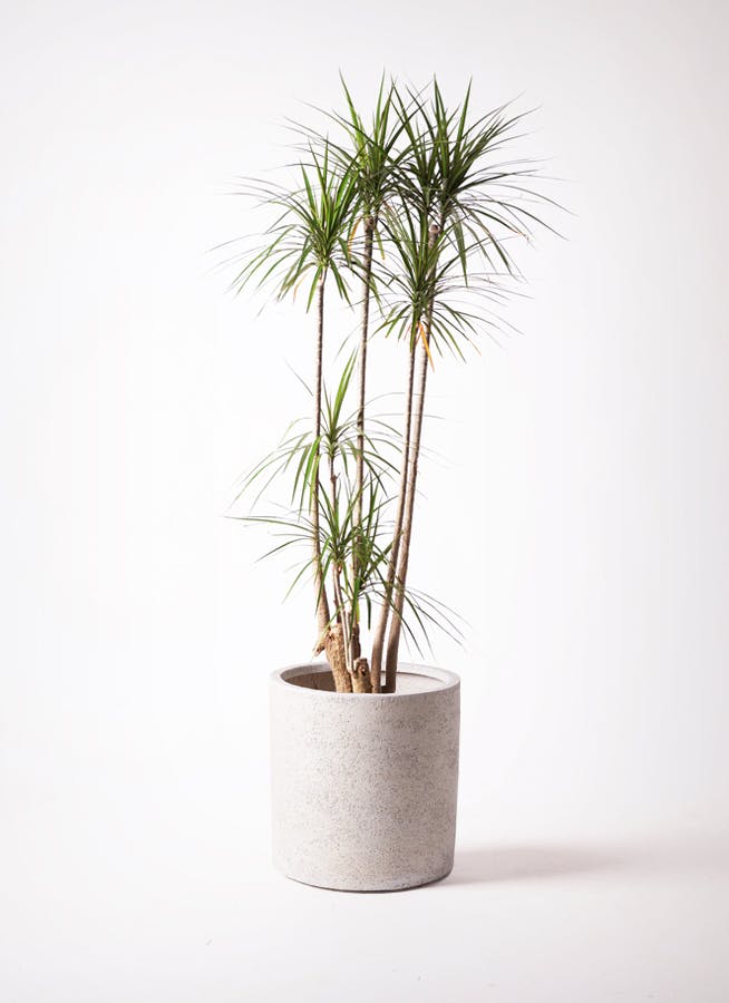 ⭐ドラセナ ・コンシンネ⭐3点セット ドラセナ・コンシンネ 3号 3種3ポットセットの通販 | GreenSnap STORE