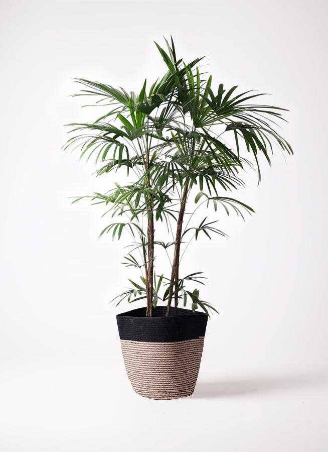 シュロチク 10号 | 観葉植物 | 送料無料でお届け - Hitohana（ひとはな）