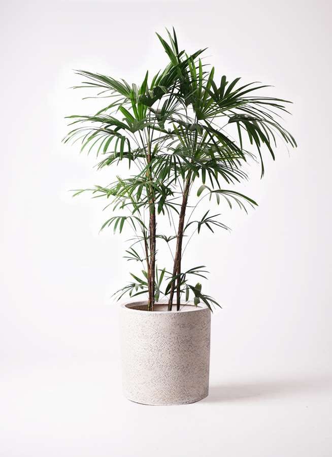 観葉植物 シュロチク（棕櫚竹） 10号 サンディ シリンダー 白 付き
