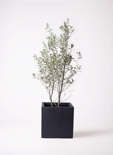 観葉植物 オリーブの木 10号 チプレッシーノ ベータ キューブプランター 黒 付き