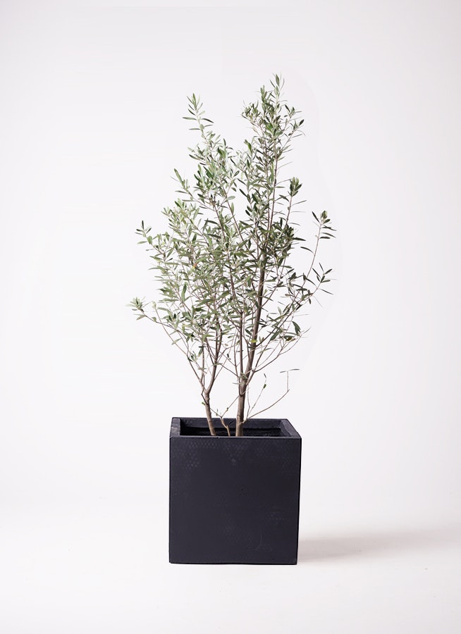 観葉植物 オリーブ 10号 チプレッシーノ ベータ キューブプランター 黒 付き 観葉植物ならHitoHana(ひとはな)