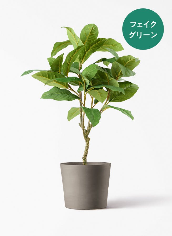 フィカス ベンガレンシス 園芸ネット本店｜フィカス：ベンガレンシス 8号鉢植え** の通販【公式】