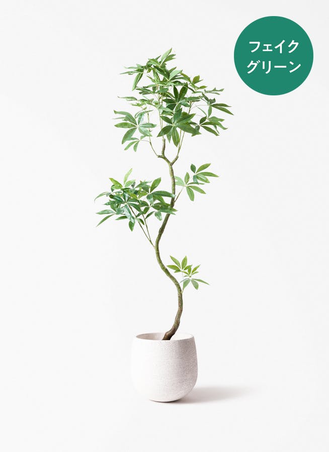 観葉植物 オリーブの木 8号 カヨンヌ エコストーンwhite 付き / 小倉園