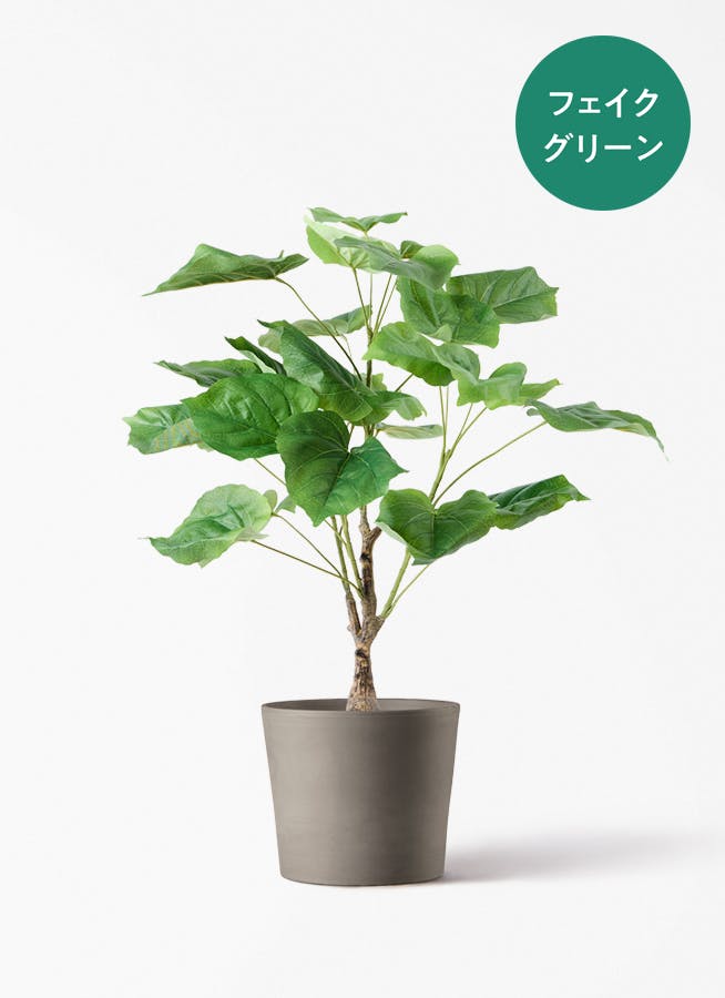 観葉植物 ドラセナ ゴッドセフィアーナ 4号 シリンドリコ カプチーノM