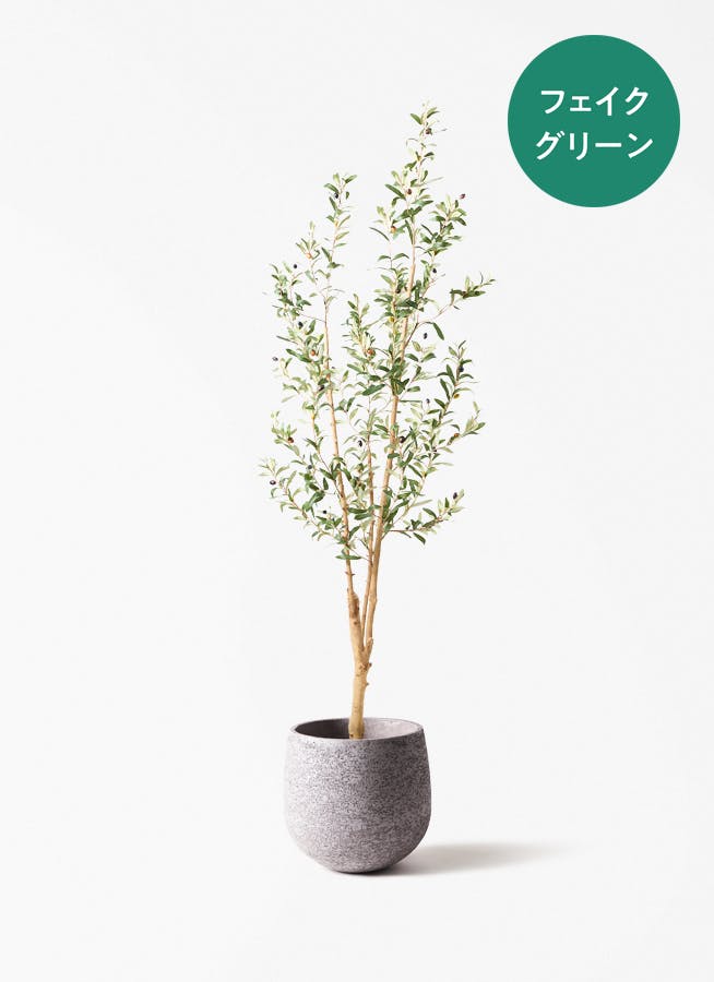 観葉植物 オリーブの木 8号 ワンセブンセブン エコストーンGray 付き