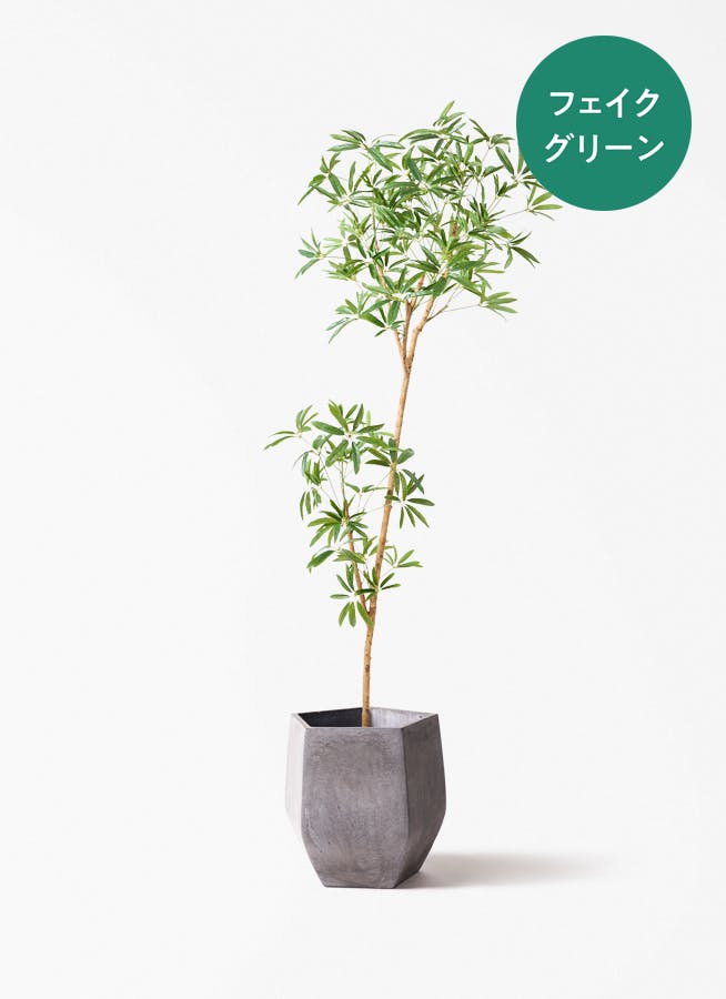 観葉植物 シュロチク（棕櫚竹） 8号 ファイバークレイ Gray 付き
