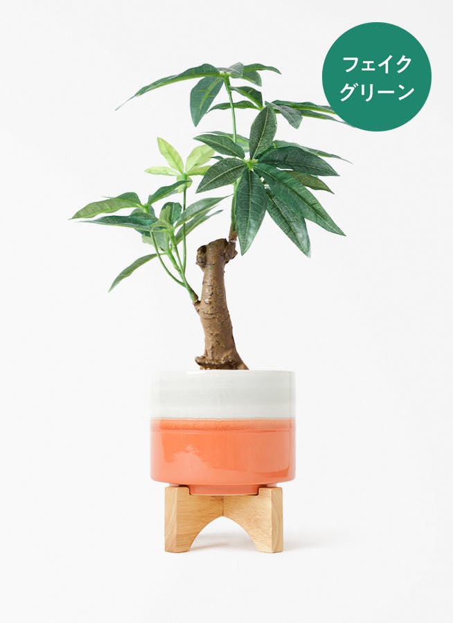 観葉植物 ポトス 3号 斑入り レニタ 1 スタンド 付き | 観葉植物なら