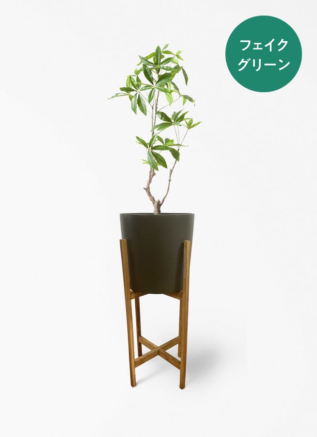 観葉植物 ポトス 6号 ホルスト シリンダー オリーブ ウッドポット