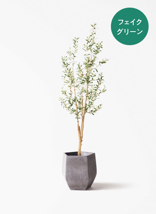 観葉植物 シュロチク（棕櫚竹） 8号 ファイバークレイ Gray 付き