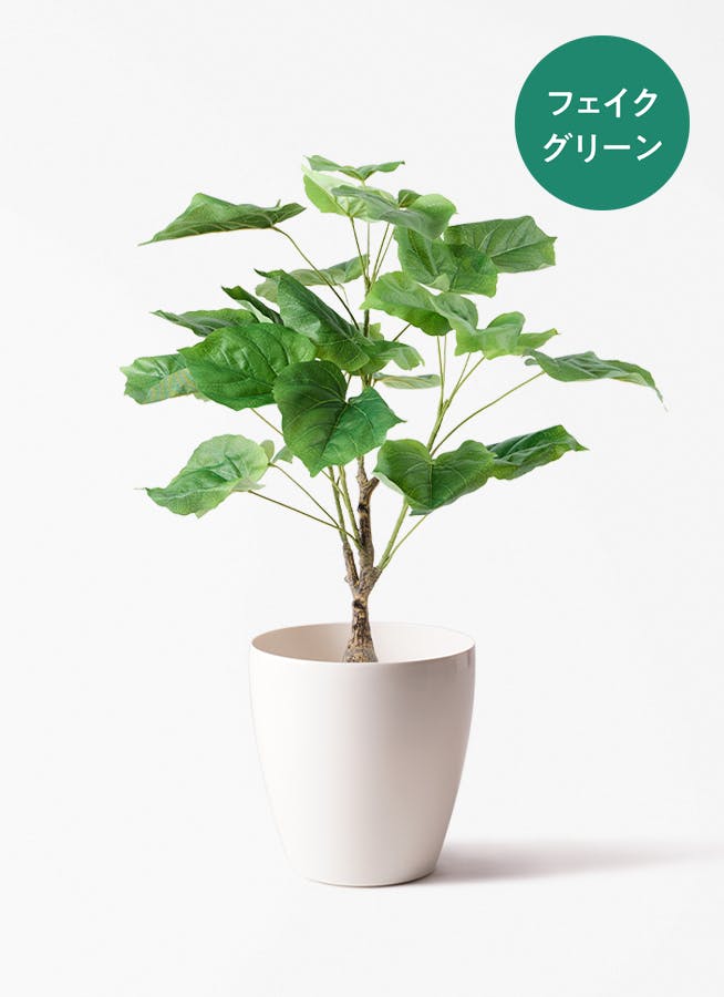 50cm〜70cmの観葉植物 | 送料無料でお届け | Hitohana（ひとはな）