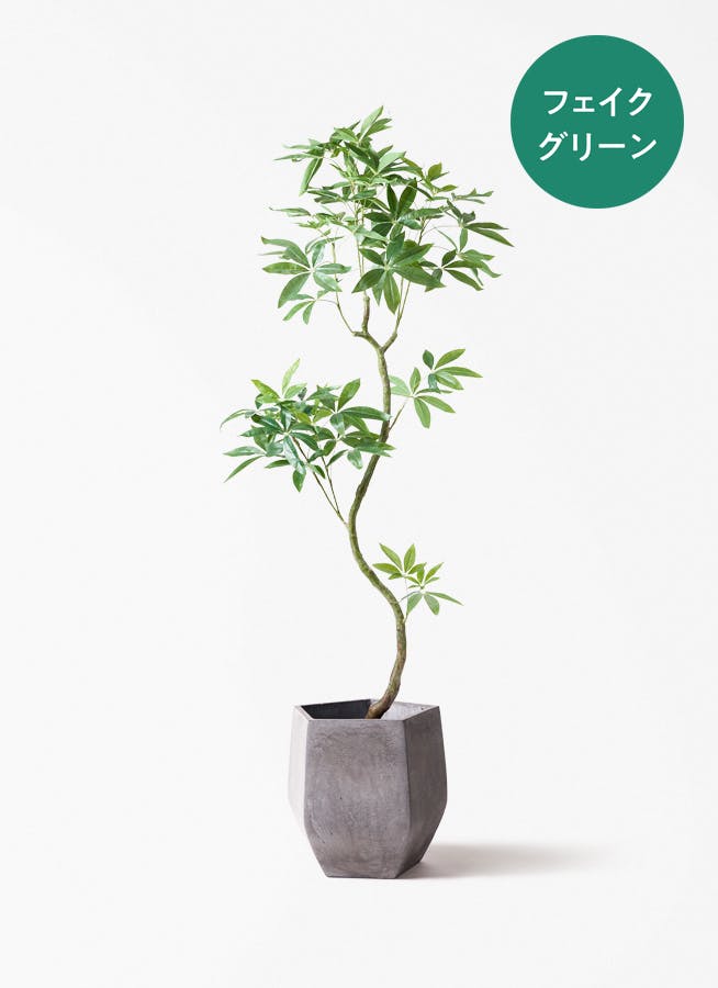 観葉植物 シュロチク（棕櫚竹） 8号 ファイバークレイ Gray 付き