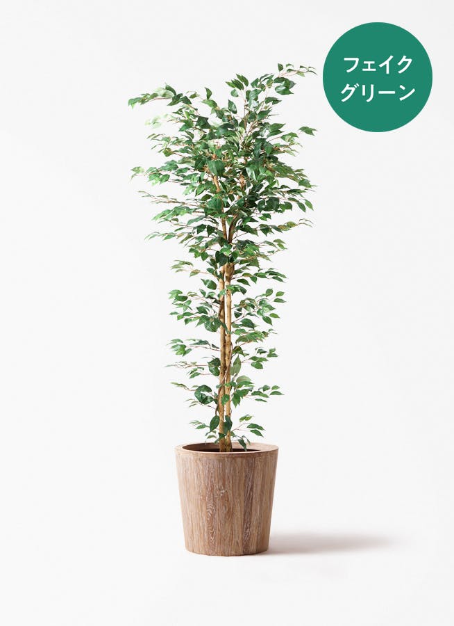 観葉植物 オリーブ 10号 レッチーノ ウッドプランター 付き | 観葉植物