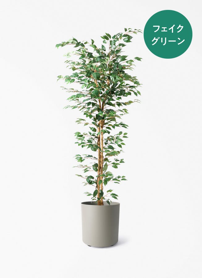 観葉植物 グリーンアラレア 8号 曲り フェルム シリンダー オリーブ