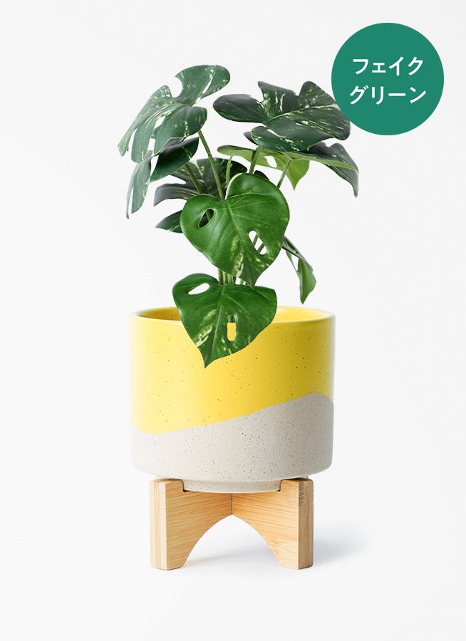 観葉植物 ポトス 3号 ライム レーナ 15 Y イエロー 付き | 観葉植物