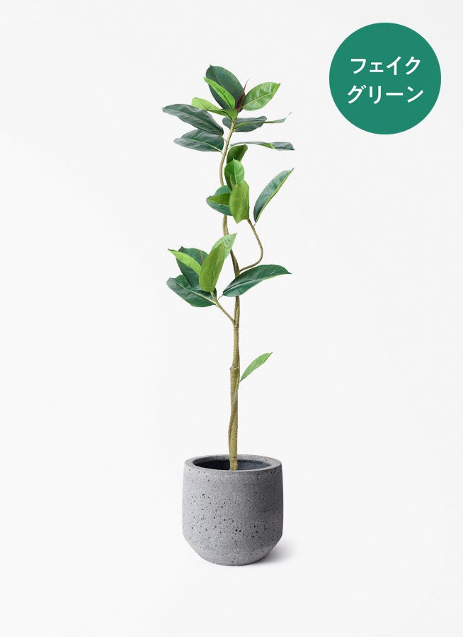 観葉植物 フィカス アムステルダムキング 7号 曲り パボ ミドル ラテル