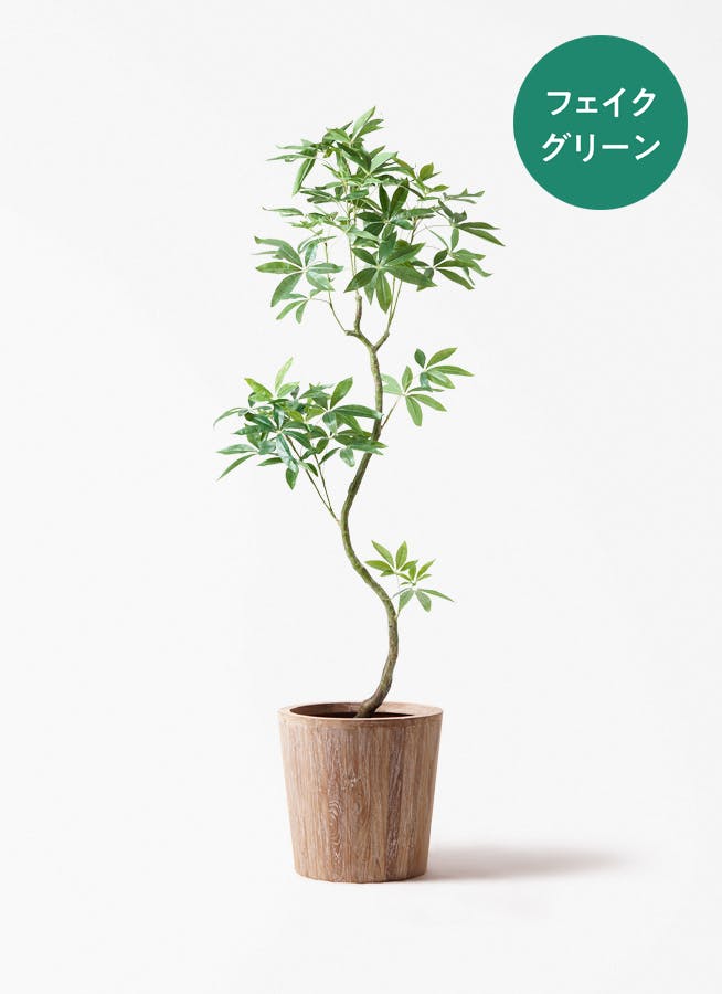 観葉植物 ドラセナ コンシンネ 10号 一本立ち ウッドプランター 付き