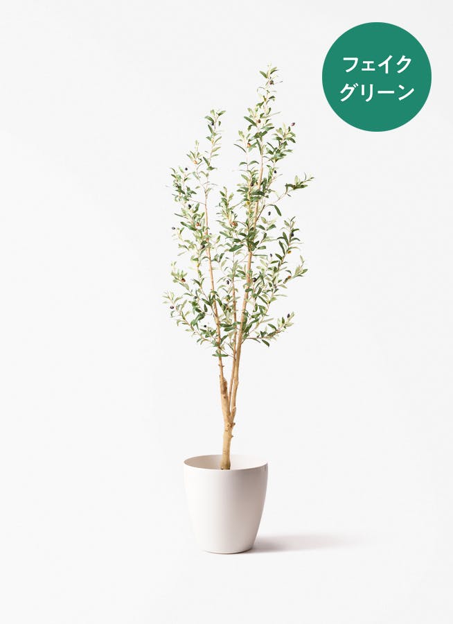 観葉植物 オリーブの木 8号 ワンセブンセブン ラスターポット 付き