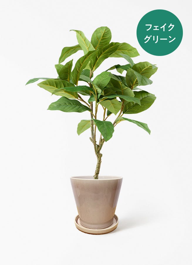 観葉植物 オリーブの木 5号 ベラ ピンクパープル 付き | 観葉植物なら