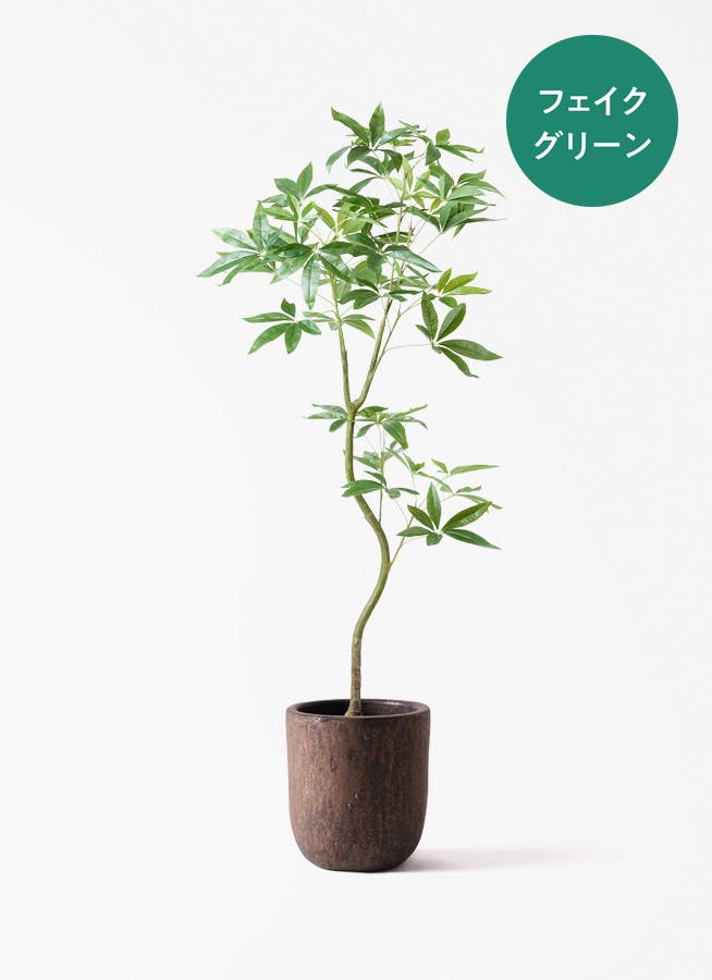 観葉植物 パキラ 7号 ねじり ビトロ ウーヌム コッパー釉 付き | 観葉