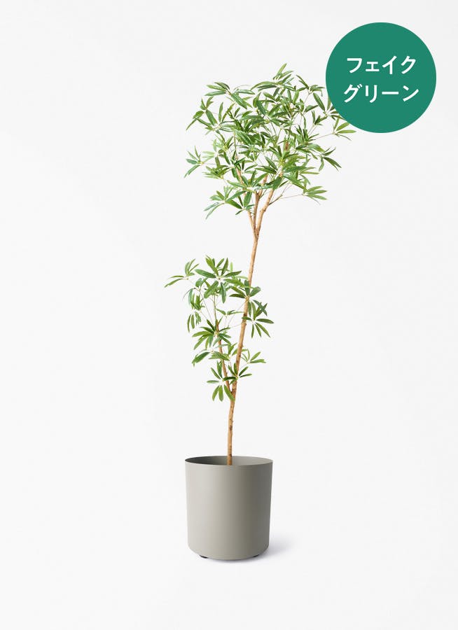 グリーン・アラレア　リビングサイズ！　曲がりー　高さ110ｃｍ 観葉植物 グリーンアラレア 8号 曲り エコストーンGray 付き | 観葉 その他観葉植物