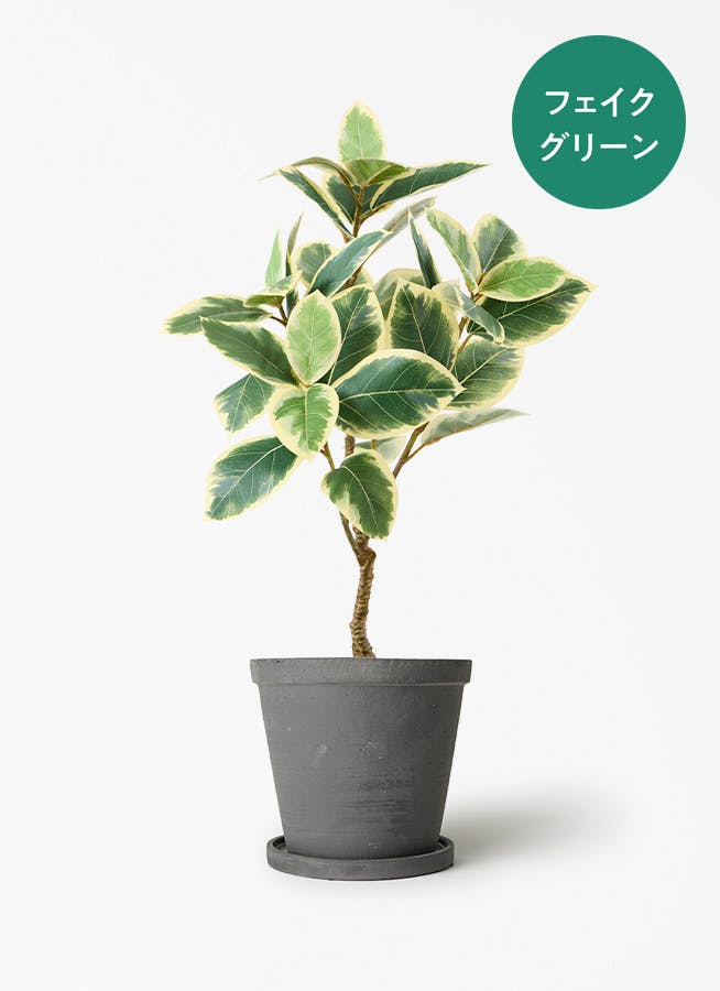 観葉植物 エバーフレッシュ 5号 セメント トラフポット 付き | 観葉
