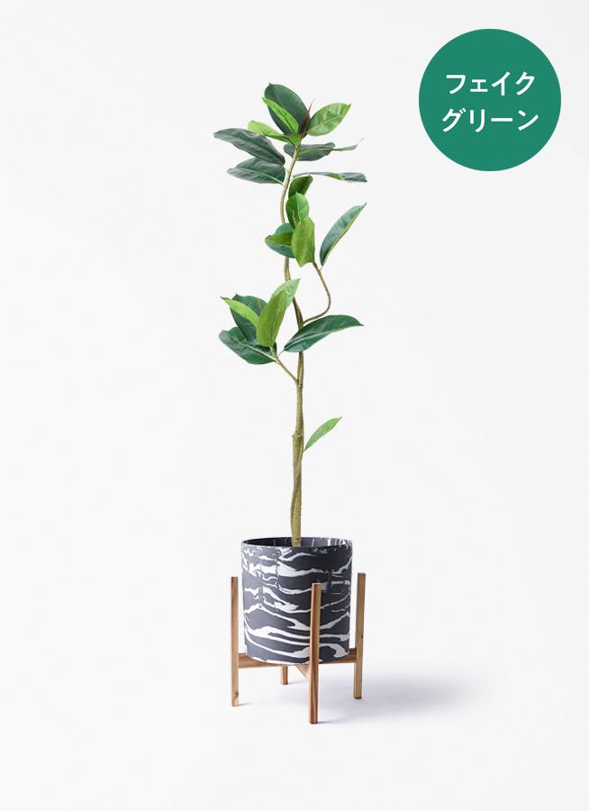 fake-ficus-19_001.jpg