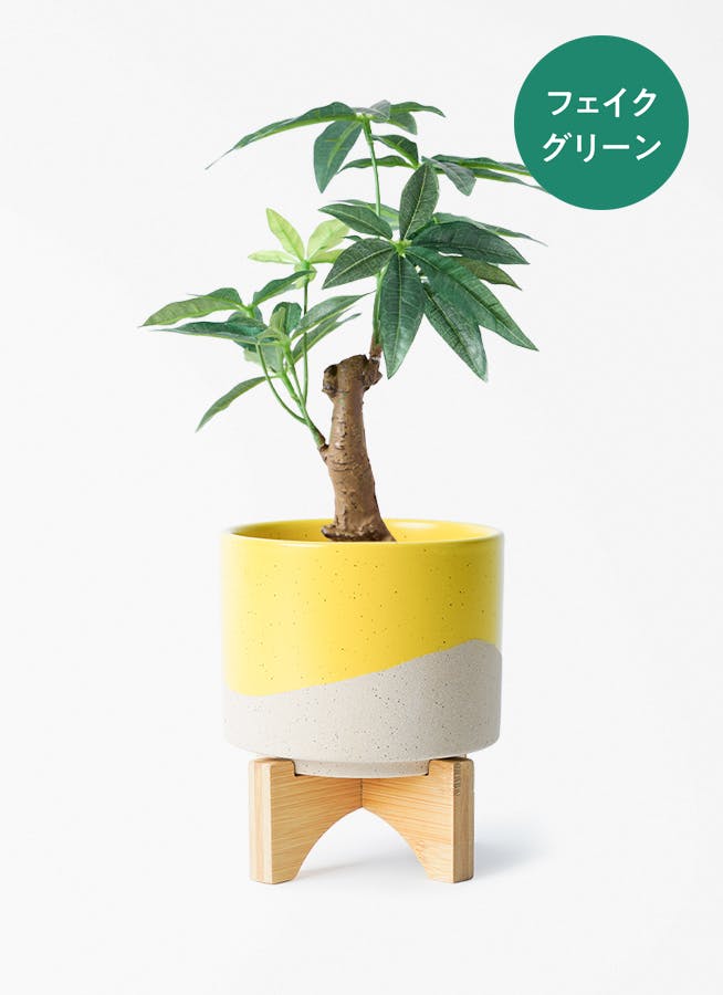 観葉植物 ソテツ 3号 実生 レーナ 15 Y イエロー 付き | 観葉植物なら
