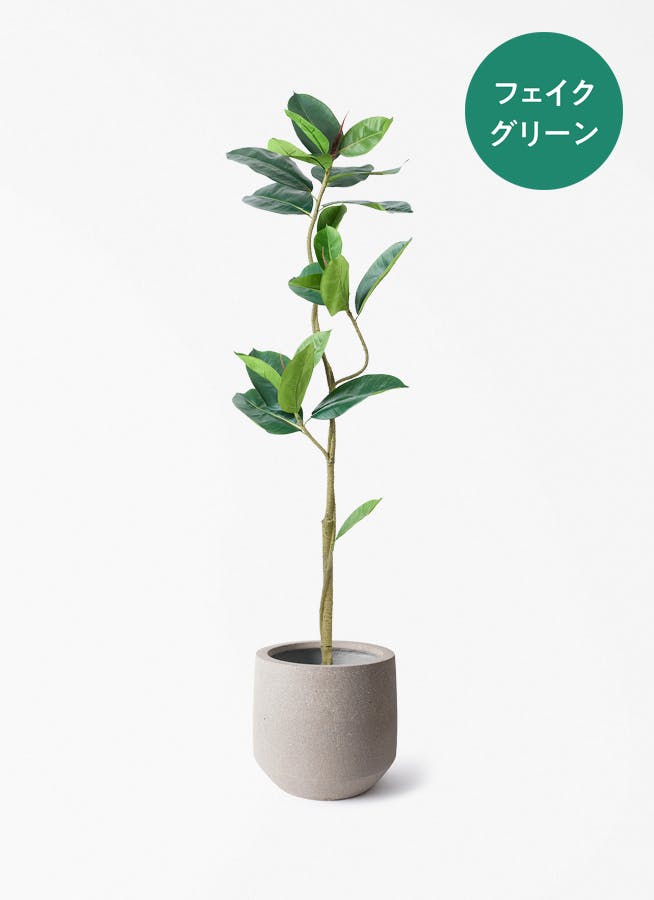fake-ficus-13_001.jpg