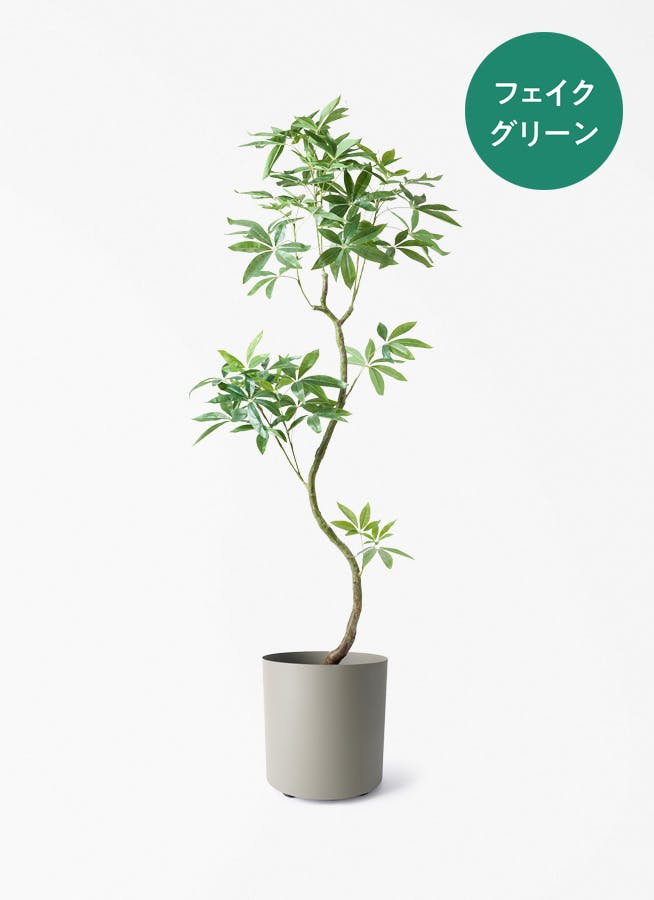 観葉植物 グリーンアラレア 8号 曲り フェルム シリンダー オリーブ