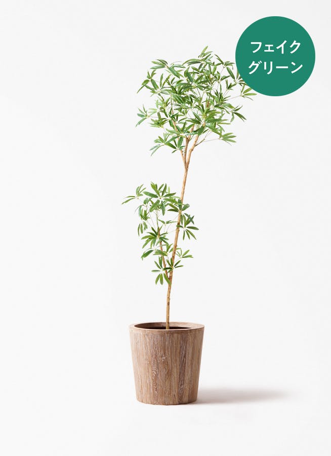 観葉植物 オリーブ 10号 レッチーノ ウッドプランター 付き | 観葉植物 