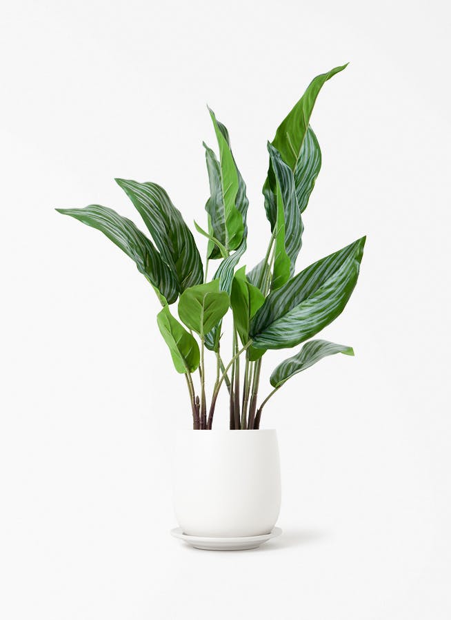 観葉植物【フェイクグリーン】カラテア 30cm オスト ボール マット