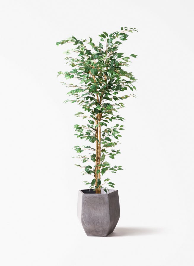 観葉植物 【フェイクグリーン】 ベンジャミン 原木 180cm ファイバー