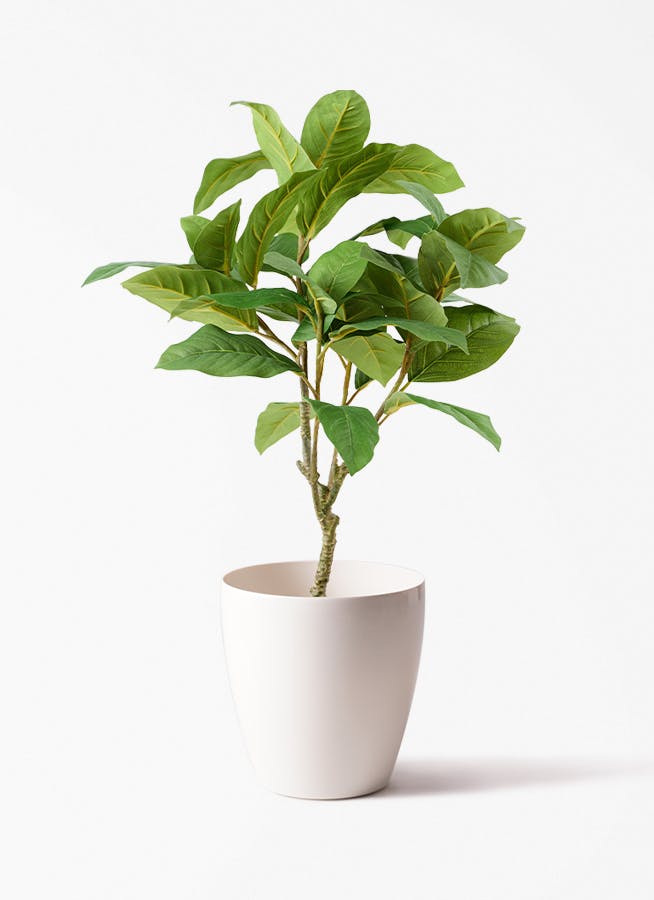 観葉植物【フェイクグリーン】フィカス ベンガレンシス 60cm ラスター