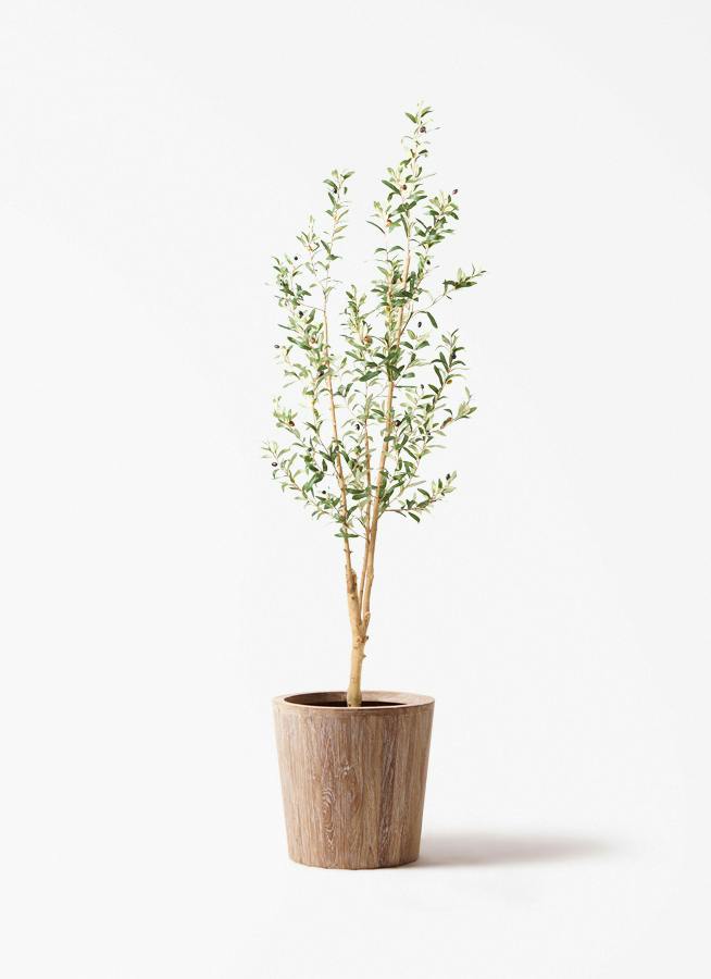 観葉植物 【フェイクグリーン】 オリーブ 実付き 原木 180cm ウッド 