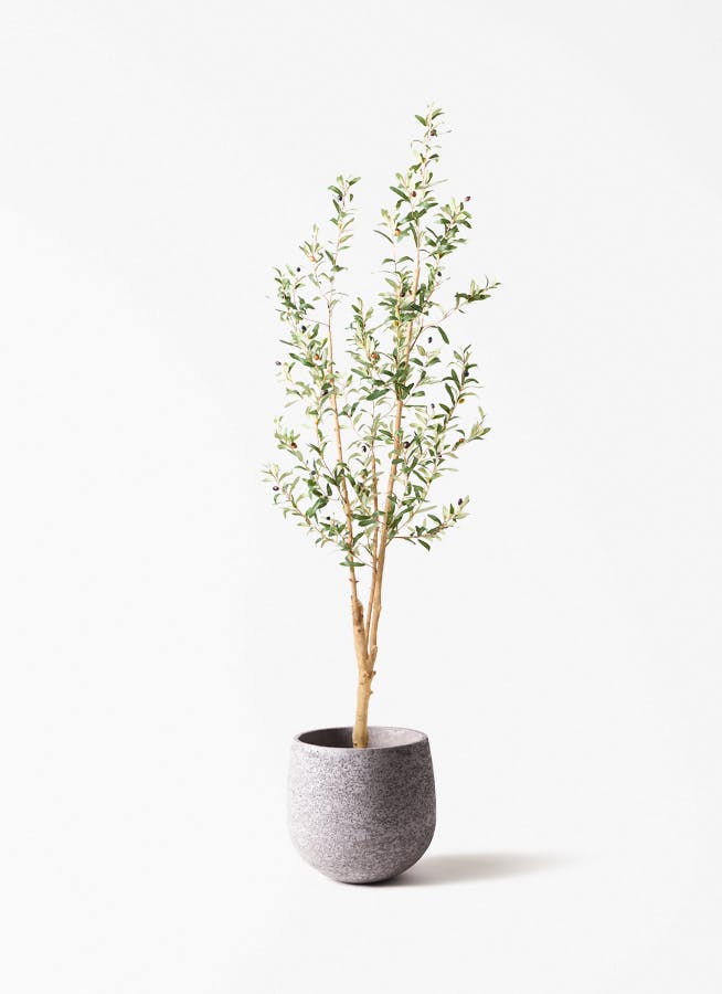 【超リアルなオリーブの木】実つきフェイクグリーンで叶える憧れのオリーブライフ 観葉植物 【フェイクグリーン】 オリーブ 実付き 原木 180cm Eco Stone
