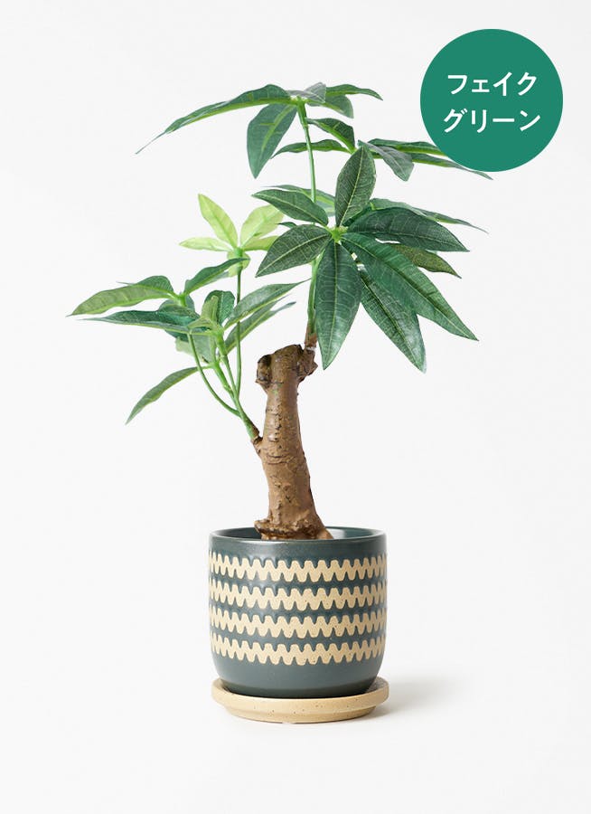 観葉植物 フィロデンドロン 3号 セローム ヒトデカズラ インナ 11 G