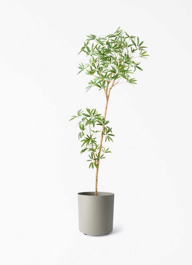 観葉植物 【フェイクグリーン】 シェフレラ 原木 180cm フェルム 