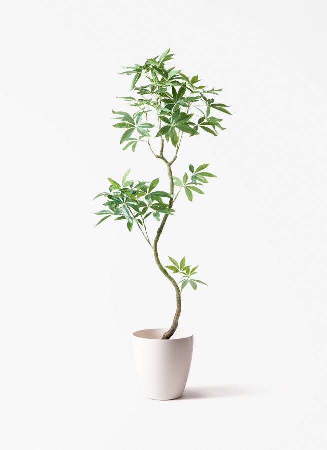 観葉植物【フェイクグリーン】パキラ 曲り 180cm ラスターポット 付き