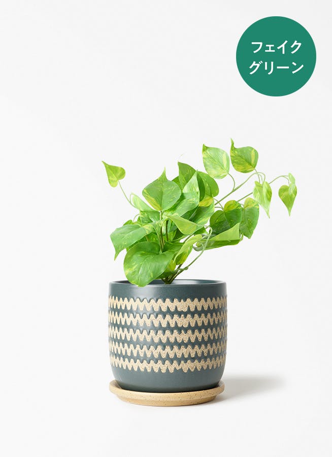 観葉植物 ドラセナ ゴッドセフィアーナ 4号 インナ 15 G 付き | 観葉