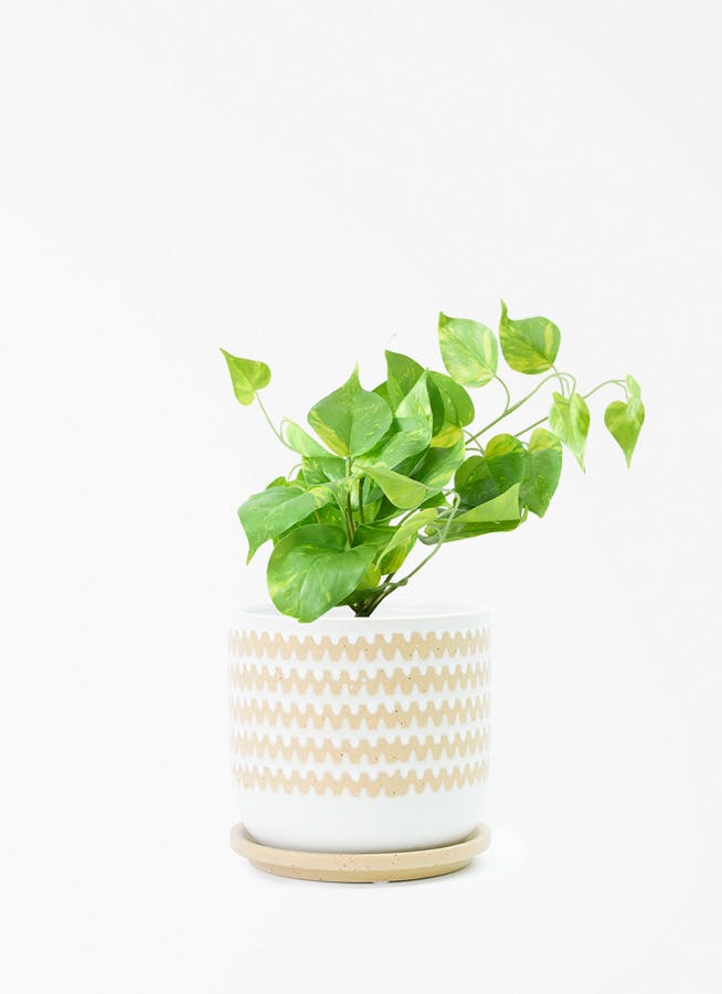 観葉植物 【フェイクグリーン】 ポトス 20cm インナ 15 W 付き | 観葉
