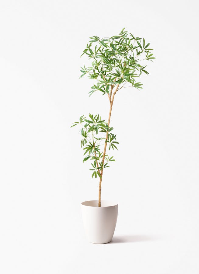 観葉植物 【フェイクグリーン】 シェフレラ 原木 180cm ラスターポット